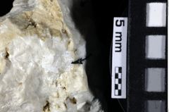 Foto (Detailansicht) von Paguridae indet. (NHMW-GEO-1990-0041-0172)